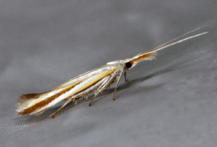 Coleophora conspicuella - Coleophoridae